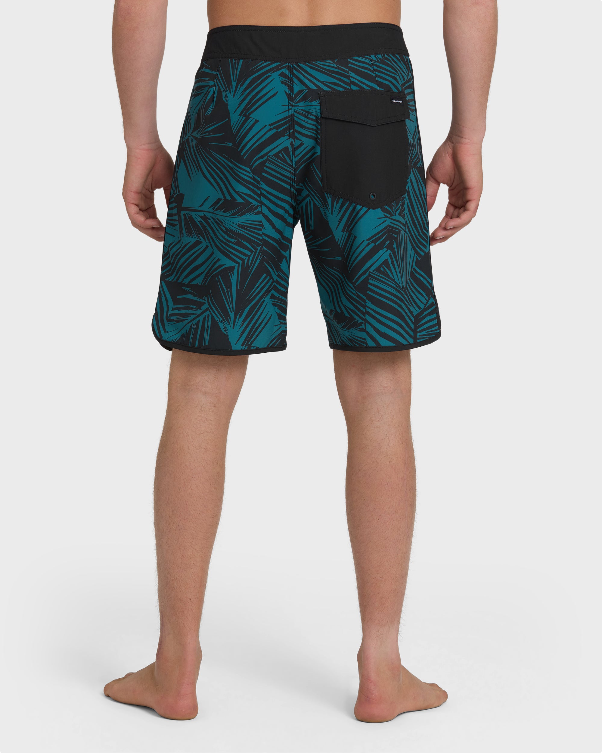 Aruba Palm Scallop 19